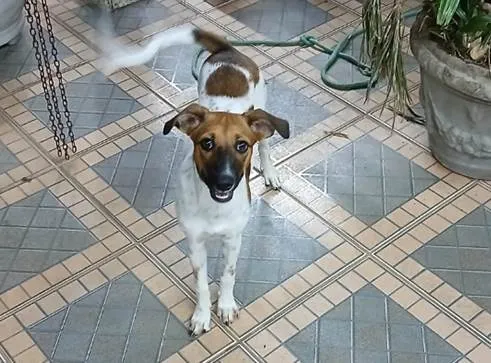 Cachorro ra a Fox Terrier idade 2 a 6 meses nome Cloe e Zaia
