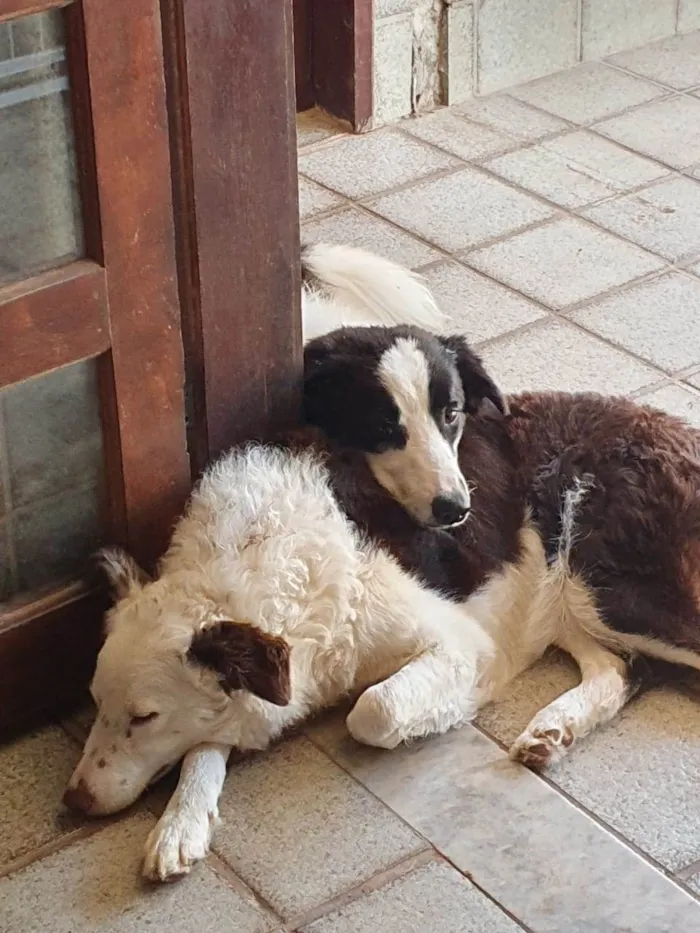 Cachorro ra a Labrador idade 1 ano nome Pudding e Flan