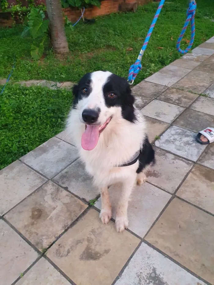 Cachorro ra a Labrador idade 1 ano nome Pudding e Flan