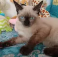 MIÚCHA