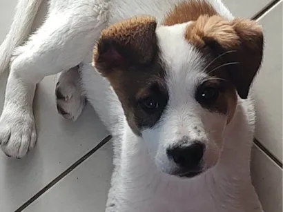 Cachorro raça Fox Terrier idade 2 a 6 meses nome Maylo