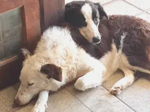 Cachorro raça Labrador idade 1 ano nome Pudding e Flan