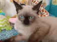 MIÚCHA