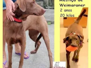 Cachorro raça SRD-ViraLata idade 2 anos nome Lola