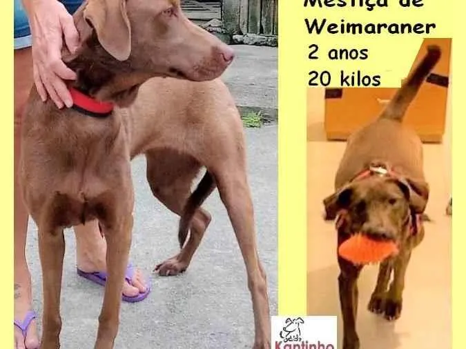 Cachorro ra a SRD-ViraLata idade 2 anos nome Lola