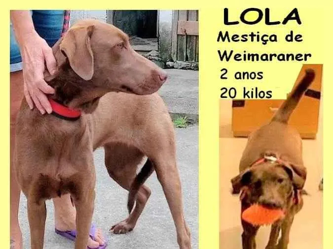 Cachorro ra a SRD-ViraLata idade 2 anos nome Lola