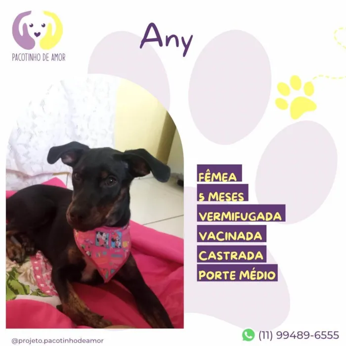 Cachorro ra a SRD-ViraLata idade 2 a 6 meses nome Any