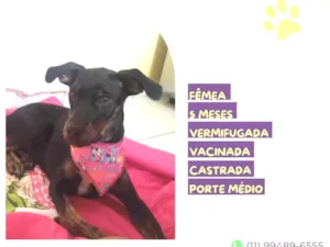 Cachorro raça SRD-ViraLata idade 2 a 6 meses nome Any