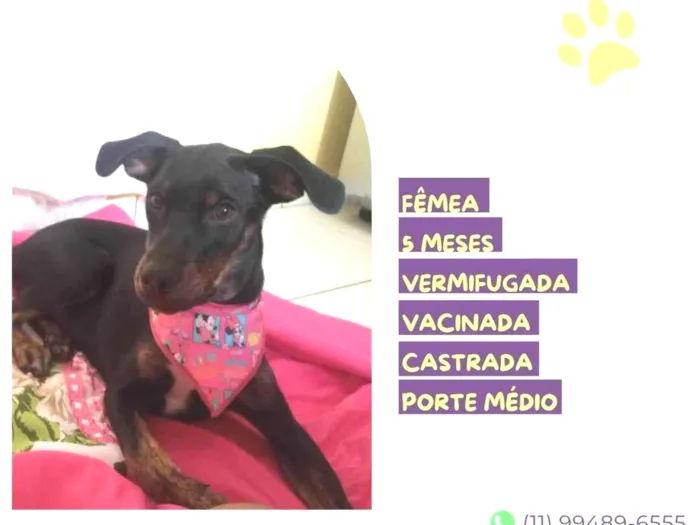 Cachorro ra a SRD-ViraLata idade 2 a 6 meses nome Any
