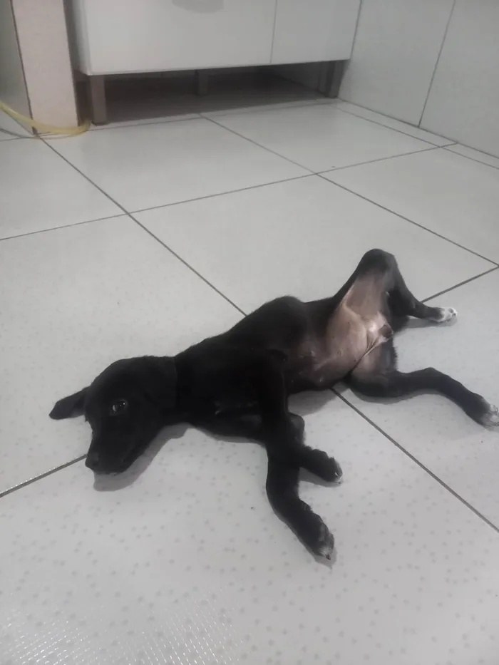 Cachorro ra a SRD-ViraLata idade 2 a 6 meses nome Cacau