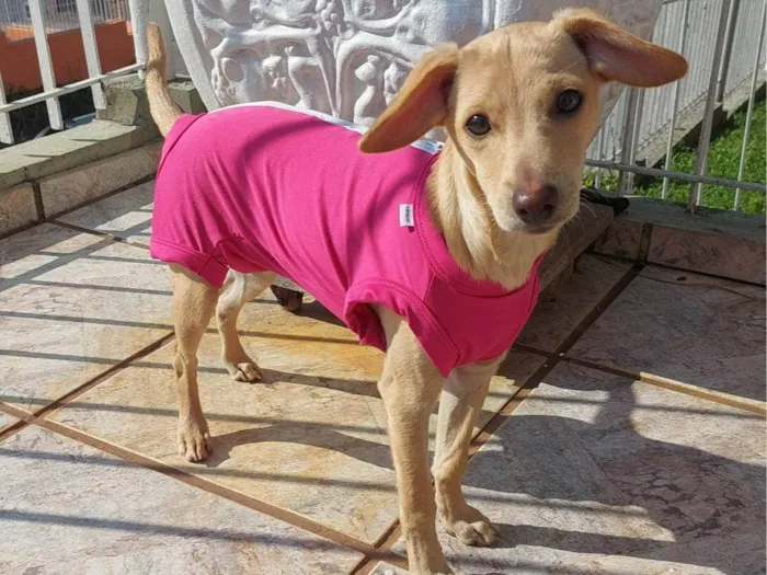 Cachorro ra a SRD-ViraLata idade 2 a 6 meses nome Sol