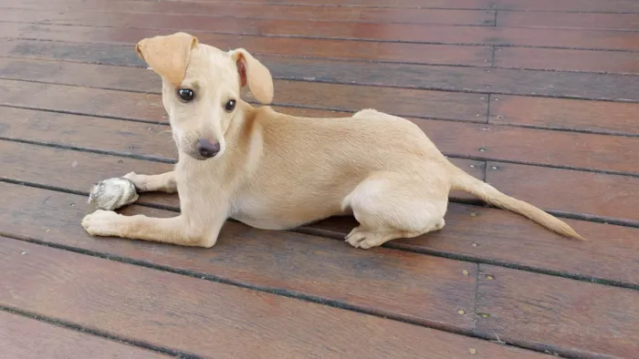 Cachorro ra a SRD-ViraLata idade 2 a 6 meses nome Sol