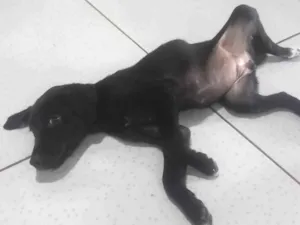 Cachorro raça SRD-ViraLata idade 2 a 6 meses nome Cacau