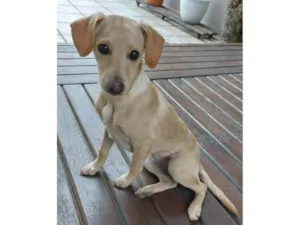 Cachorro raça SRD-ViraLata idade 2 a 6 meses nome Sol