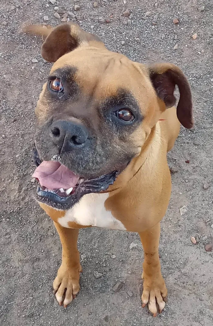 Cachorro ra a Boxer idade 5 anos nome Dara