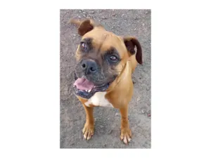 Cachorro raça Boxer idade 5 anos nome Dara