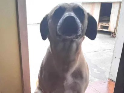 Cachorro raça SRD-ViraLata idade 6 ou mais anos nome Spak