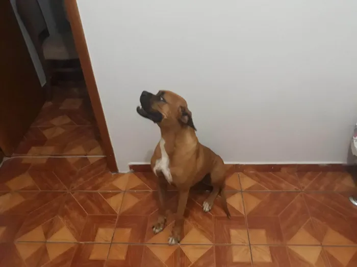 Cachorro ra a Boxer idade 5 anos nome Dara