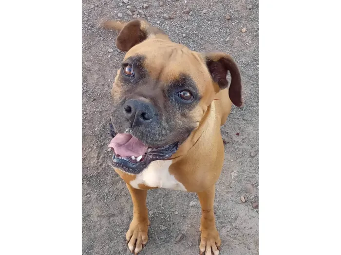 Cachorro ra a Boxer idade 5 anos nome Dara