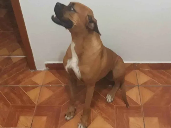 Cachorro ra a Boxer idade 5 anos nome Dara