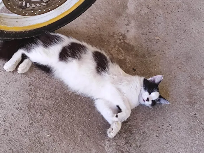 Gato ra a SRD-ViraLata idade 1 ano nome O nome da gata e nina 