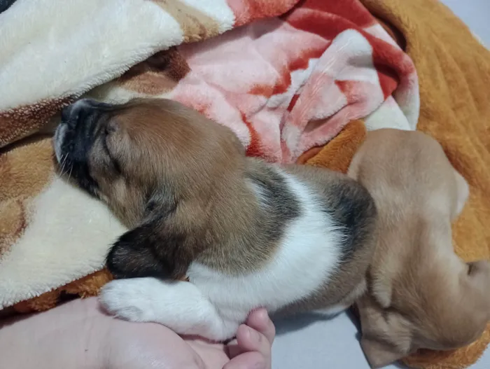 Cachorro ra a SRD-ViraLata idade Abaixo de 2 meses nome Kopa