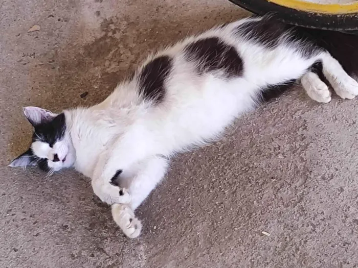 Gato ra a SRD-ViraLata idade 1 ano nome O nome da gata e nina 