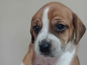 Cachorro raça SRD-ViraLata idade Abaixo de 2 meses nome Namy