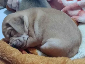 Cachorro raça SRD-ViraLata idade Abaixo de 2 meses nome Luffy 