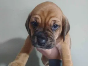 Cachorro raça SRD-ViraLata idade Abaixo de 2 meses nome Kiara