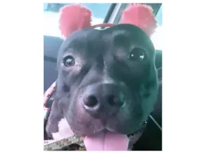 Cachorro raça Pit-Bull idade 1 ano nome Vick