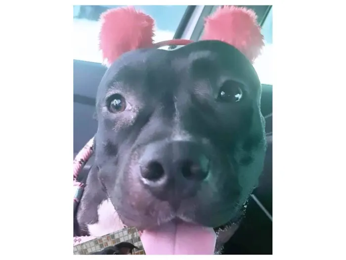 Cachorro ra a Pit-Bull idade 1 ano nome Vick