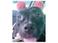 Vick
