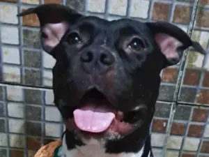 Cachorro raça Pit-Bull idade 1 ano nome Vick