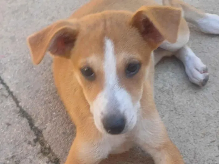 Cachorro ra a SRD-ViraLata idade 2 a 6 meses nome LOLA