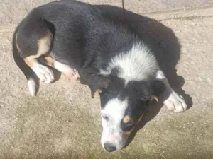 Cachorro raça SRD-ViraLata idade 2 a 6 meses nome GIGI