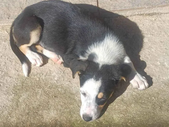 Cachorro ra a SRD-ViraLata idade 2 a 6 meses nome GIGI