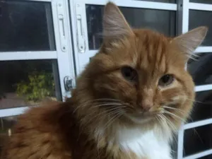 Gato raça SRD-ViraLata idade 6 ou mais anos nome Mardênio 