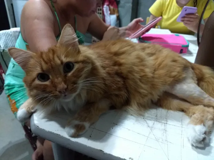 Gato ra a SRD-ViraLata idade 6 ou mais anos nome Mardênio 