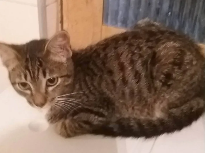 Gato ra a SRD-ViraLata idade 2 a 6 meses nome Thomas