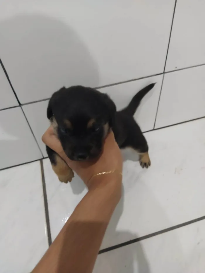 Cachorro ra a SRD-ViraLata idade Abaixo de 2 meses nome Filhote Nascido 09/05 (Possui 26 dias)