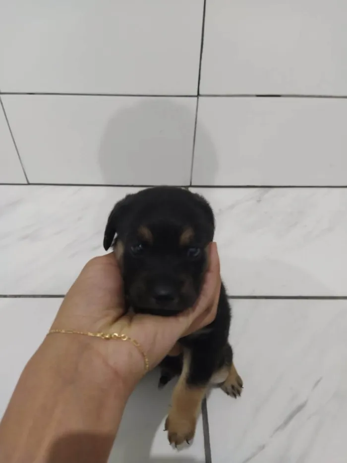 Cachorro ra a SRD-ViraLata idade Abaixo de 2 meses nome Filhote Nascido 09/05 (Possui 26 dias)