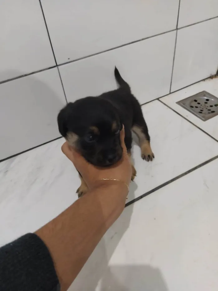 Cachorro ra a SRD-ViraLata idade Abaixo de 2 meses nome Filhote Nascido 09/05 (Possui 26 dias)