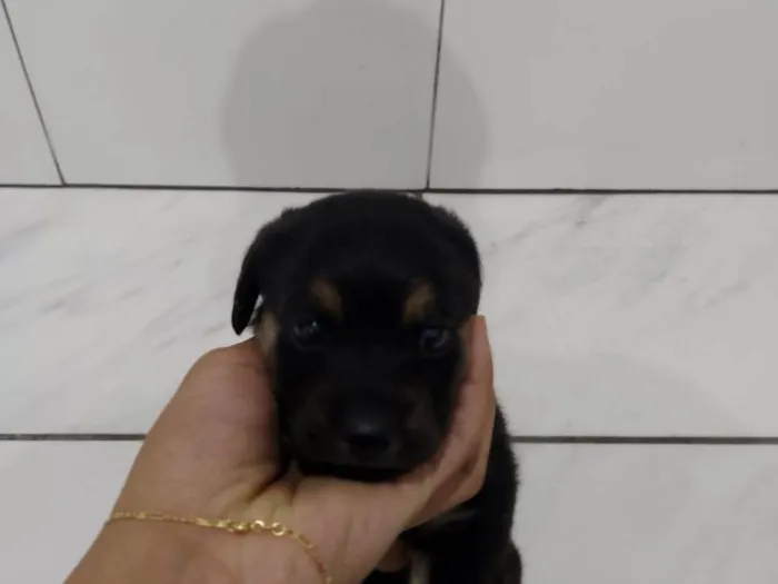 Cachorro ra a SRD-ViraLata idade Abaixo de 2 meses nome Filhote Nascido 09/05 (Possui 26 dias)