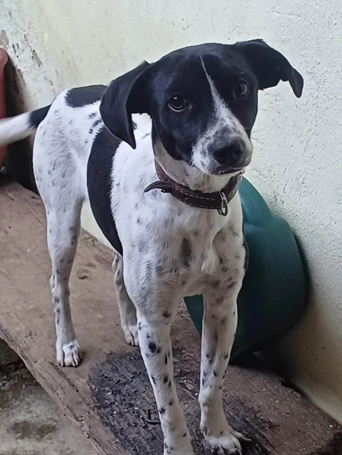 Cachorro ra a SRD-ViraLata idade 7 a 11 meses nome Belinha