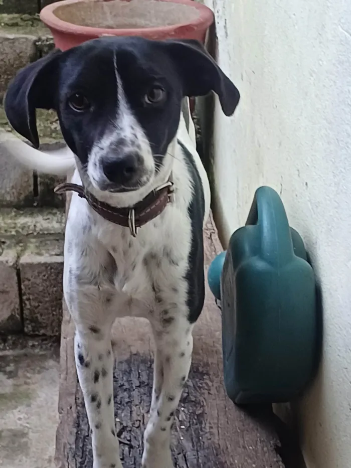 Cachorro ra a SRD-ViraLata idade 7 a 11 meses nome Belinha