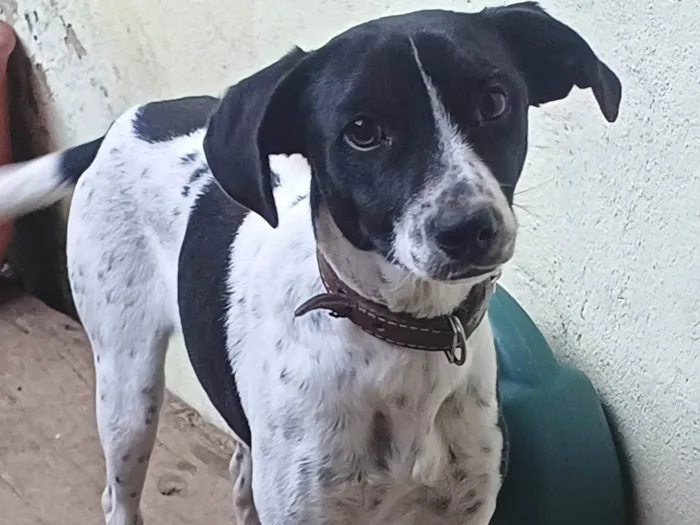 Cachorro ra a SRD-ViraLata idade 7 a 11 meses nome Belinha