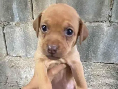 Cachorro raça SRD-ViraLata idade 2 a 6 meses nome Sem nome 