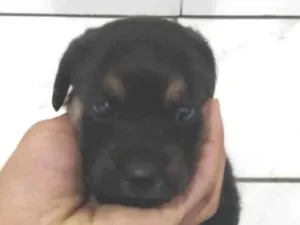 Cachorro raça SRD-ViraLata idade Abaixo de 2 meses nome Filhote Nascido 09/05 (Possui 26 dias)