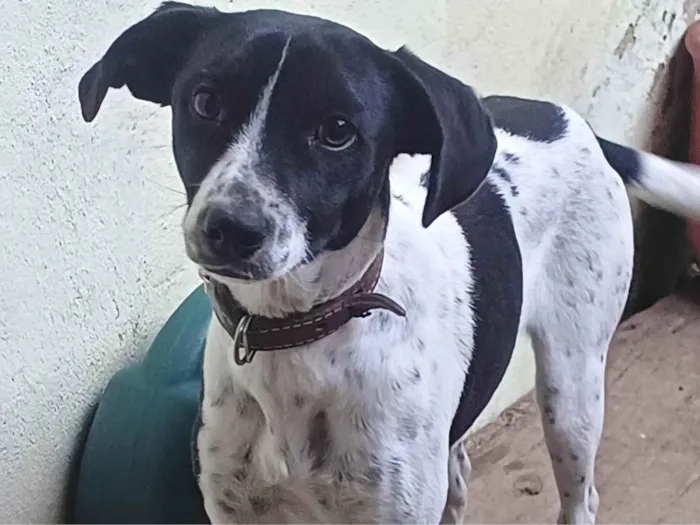 Cachorro ra a SRD-ViraLata idade 7 a 11 meses nome Belinha